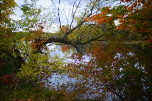 Tree over river in fall